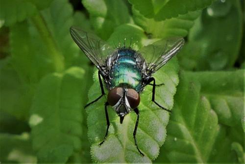 Lucilia silvarum